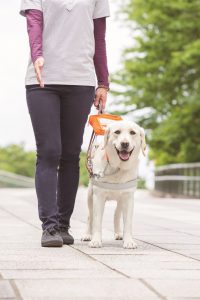 盲導犬と歩く(日本盲導犬協会提供)